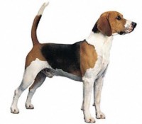 BEAGLE HARRIER